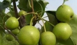 梅江大白梨爆料视频最新